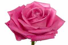 特写镜头头单粉红色的玫瑰孤立的