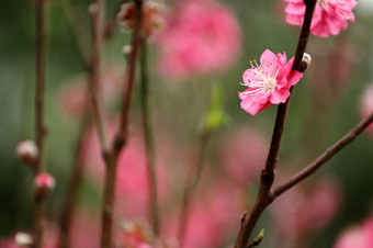 中国人一年装饰flower-peach开花