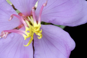 马来西亚野生花Melastomacandidum