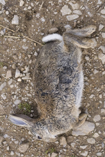 死兔子欧洲兔子