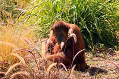 苏门答腊猩猩伪装的草阿德莱德动物园adelaid