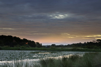 日落非洲池塘