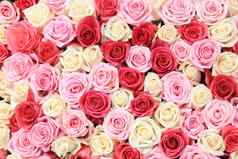 白色粉红色的玫瑰安排