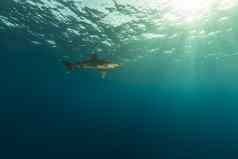 海洋条鲨鱼卡查希努斯隆吉曼努斯摄影师艾尔芬内斯顿红色的海