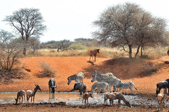 蓝色的羚羊的一种斑马tsessebe
