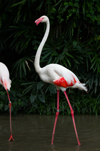 更大的火烈鸟phoenicopterusroseus也叫