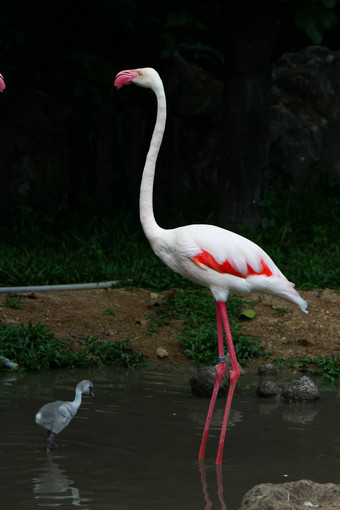 更大的<strong>火烈鸟</strong>phoenicopterusroseus也叫