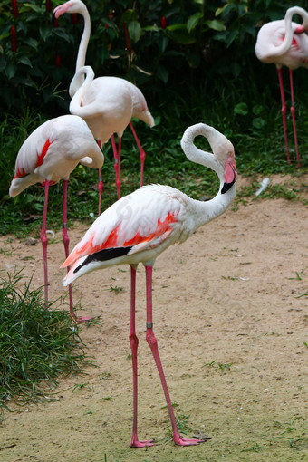 更大的火烈鸟phoenicopterusroseus也叫