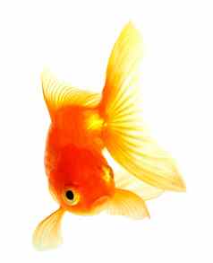 黄金鱼隔离白色