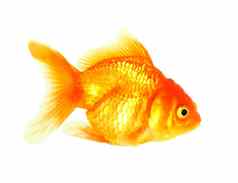 黄金鱼隔离白色