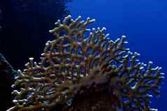 珊瑚礁伟大的火珊瑚底热带海