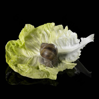 小道消息蜗牛新鲜的绿色生菜叶