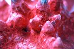 红色的珊瑚