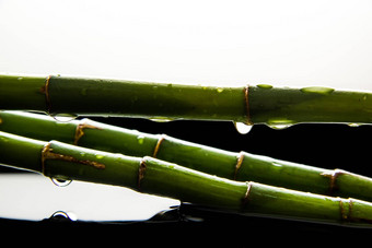 绿色竹子滴