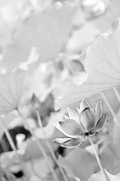 黑色的白色莲花