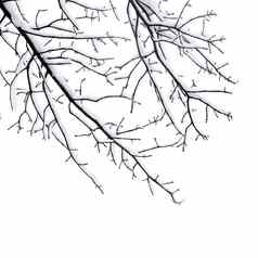 冬天树艺术概念上的图像