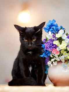 愤怒的黑色的猫坐在花瓶花