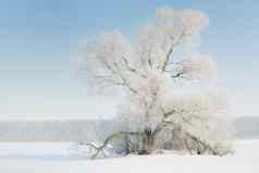 树霜白雪覆盖的平原