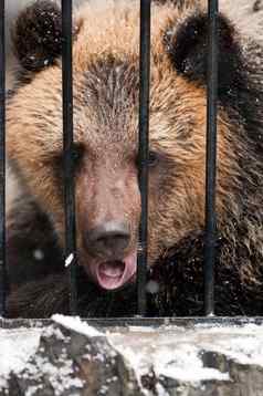 年轻的悲伤棕色（的）熊冬天动物园