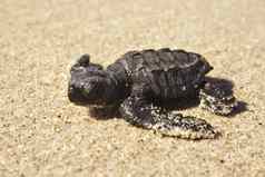 婴儿乌龟孵出海滩
