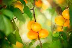 杏日益增长的成熟的杏子果园有机水果
