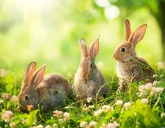 兔子艺术设计可爱的复活节小兔子草地