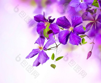 铁线莲花紫罗兰色的铁线莲花艺术边境设计
