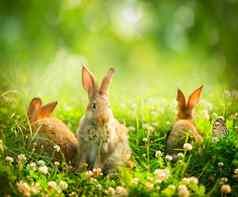 兔子艺术设计可爱的复活节小兔子草地