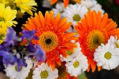 美丽的色彩斑斓的集合花春天夏天庆祝活动
