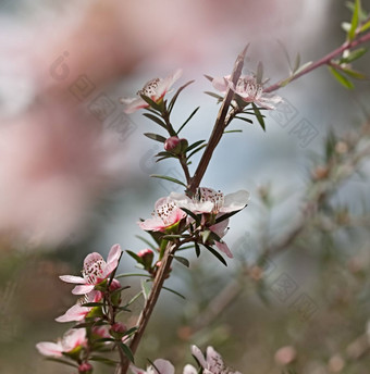 澳大利亚野花钩端孢子虫粉红色的级联花