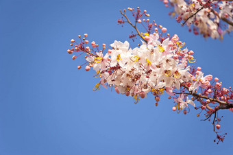 花春<strong>天蓝色</strong>的<strong>天空背景</strong>