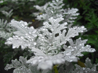 床上花雨瓜叶菊日益增长的滴