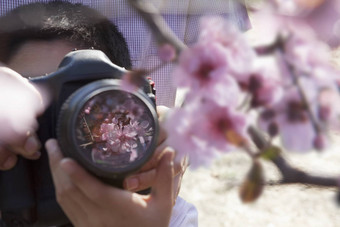 父亲帮助儿子照片樱桃花朵分支春天北京