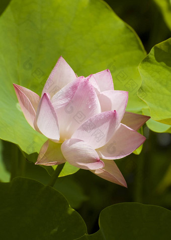 莲花花下降