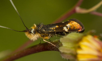阿德拉collicolella夜间活动的蛾