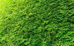 绿色艾薇植物墙