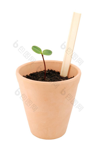 <strong>幼苗生长</strong>Terracotta能空白植物标签