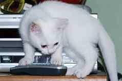 白色周小猫玩远程控制