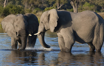 非洲大象学名Loxodonta非洲博茨瓦纳