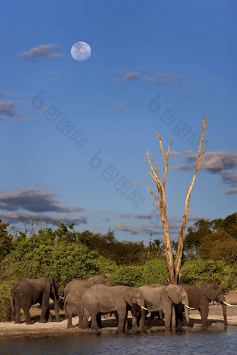 非洲大象博茨瓦纳