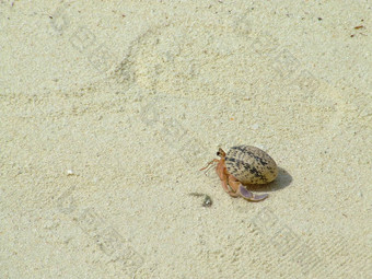 隐士蟹海滩沙子