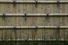 日本姬路城姬路城科科阿花园分裂竹子墙特写镜头