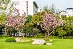 开花樱桃树gucheng公园上海中国