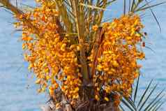 日期棕榈树生色彩斑斓的水果集群