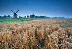 小麦场风车格罗宁根荷兰
