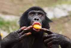 幼崽黑猩猩倭黑猩猩