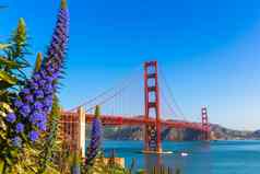 金门桥三旧金山紫色的花加州