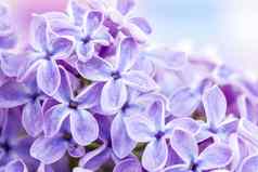 盛开的淡紫色花