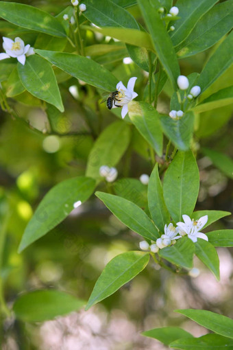 橙色树花授粉蜜蜂