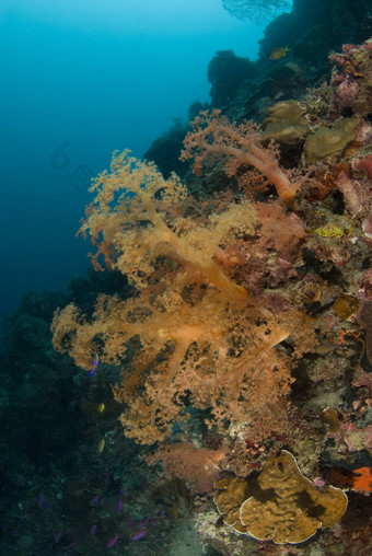 橙色软珊瑚菲律宾